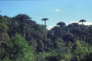 0218 NP Huerquhue.jpg